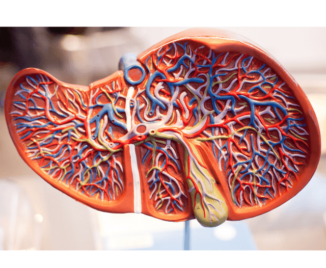 liver_disease_causes_symptoms